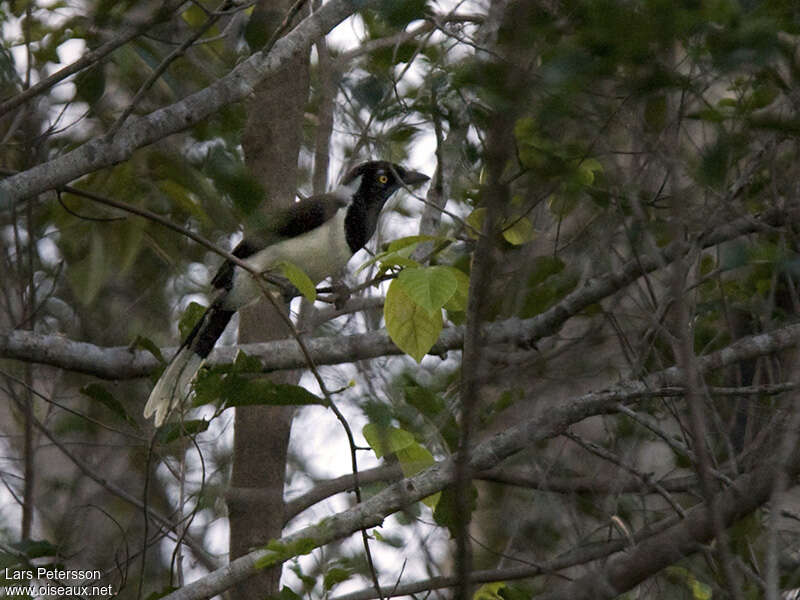 Geai à nuque blancheadulte, identification