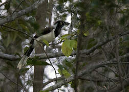 White-naped Jay