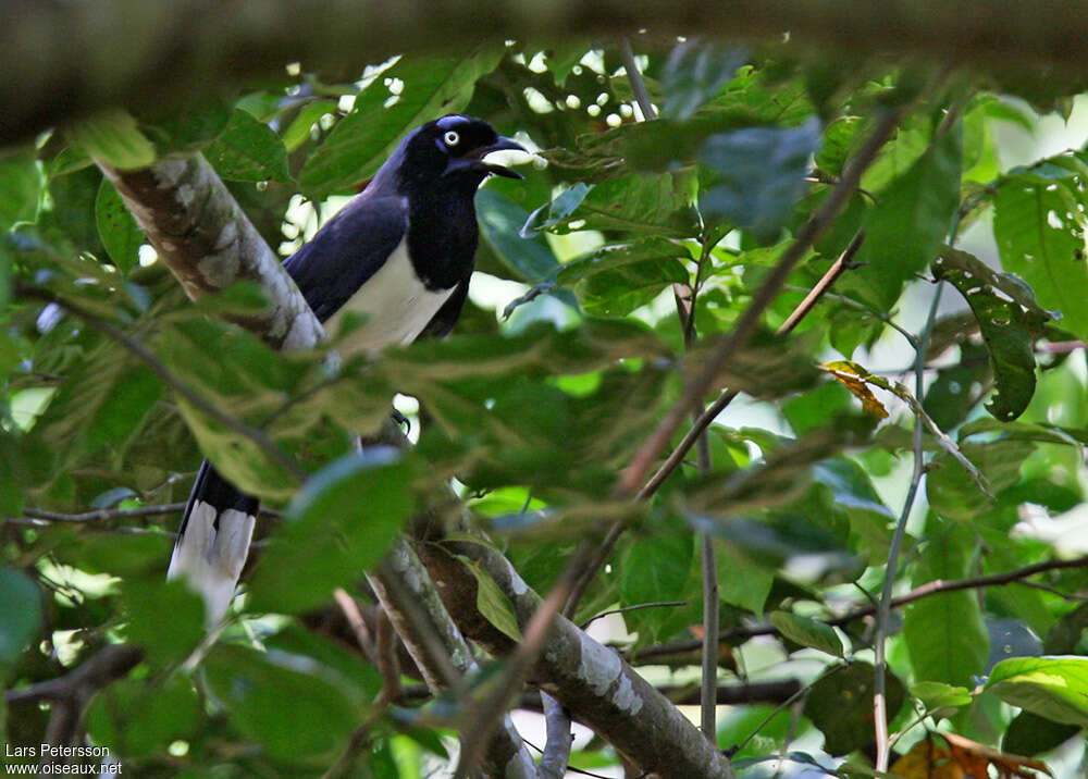 Black-chested Jayadult