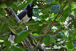 Black-chested Jay