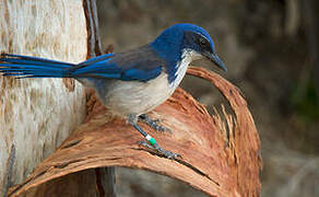 California Scrub Jay