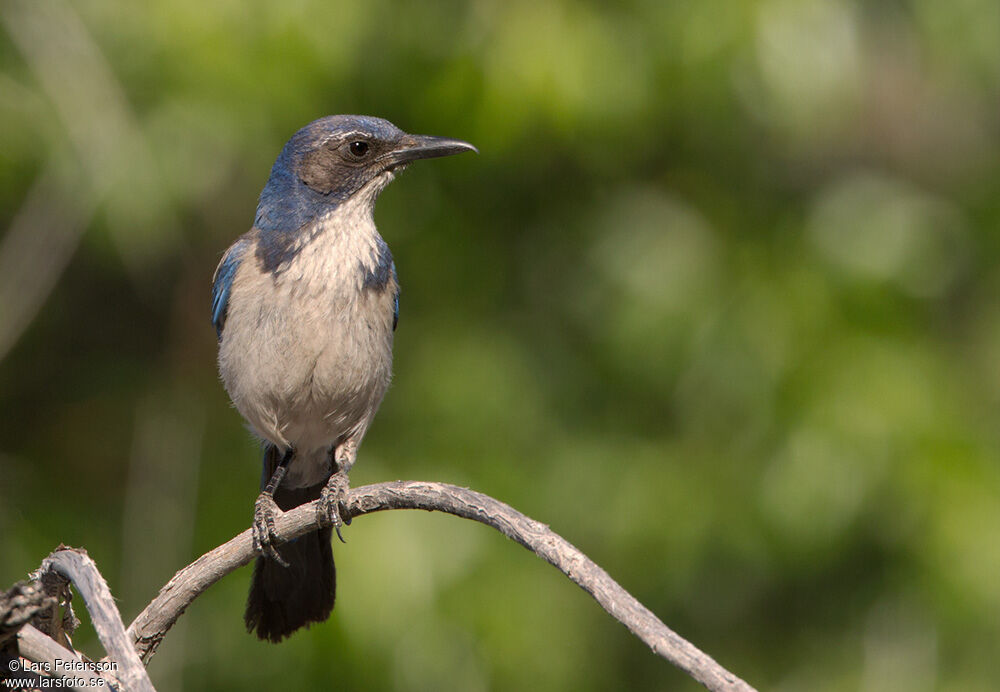 California Scrub Jay