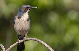 California Scrub Jay