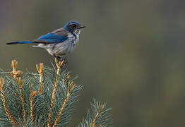 California Scrub Jay