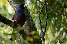 Lidth's Jay