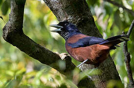 Lidth's Jay