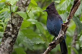 Steller's Jay