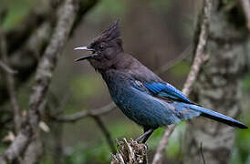 Steller's Jay