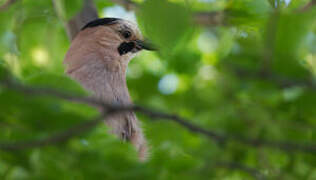 Eurasian Jay