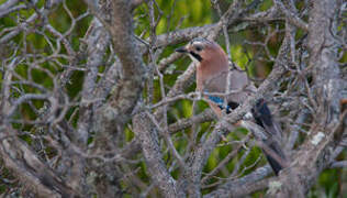 Eurasian Jay