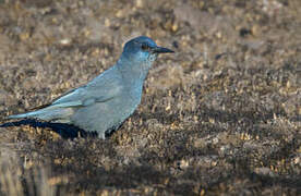 Pinyon Jay