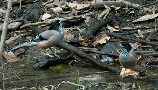 Black-headed Jay