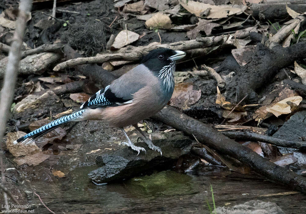 Black-headed Jayadult, identification