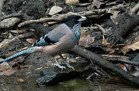 Black-headed Jay