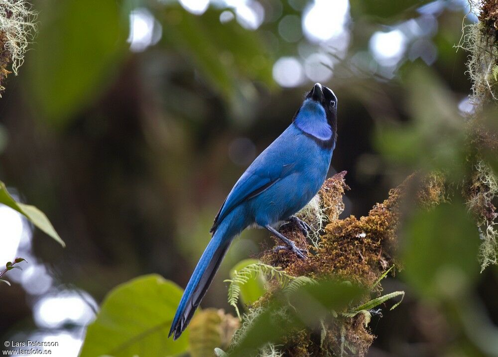 Turquoise Jay