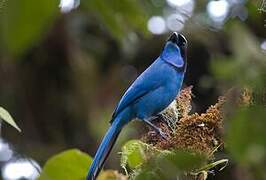 Turquoise Jay