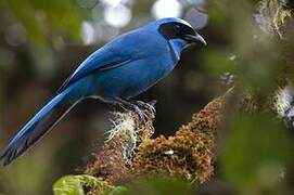 Turquoise Jay