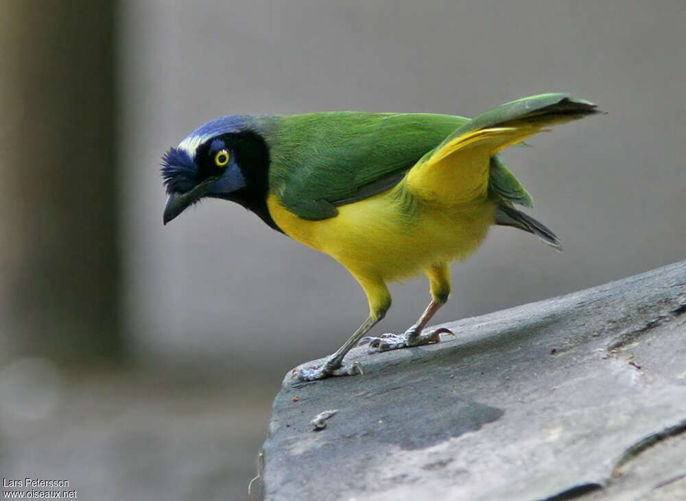 Inca Jayadult, Behaviour