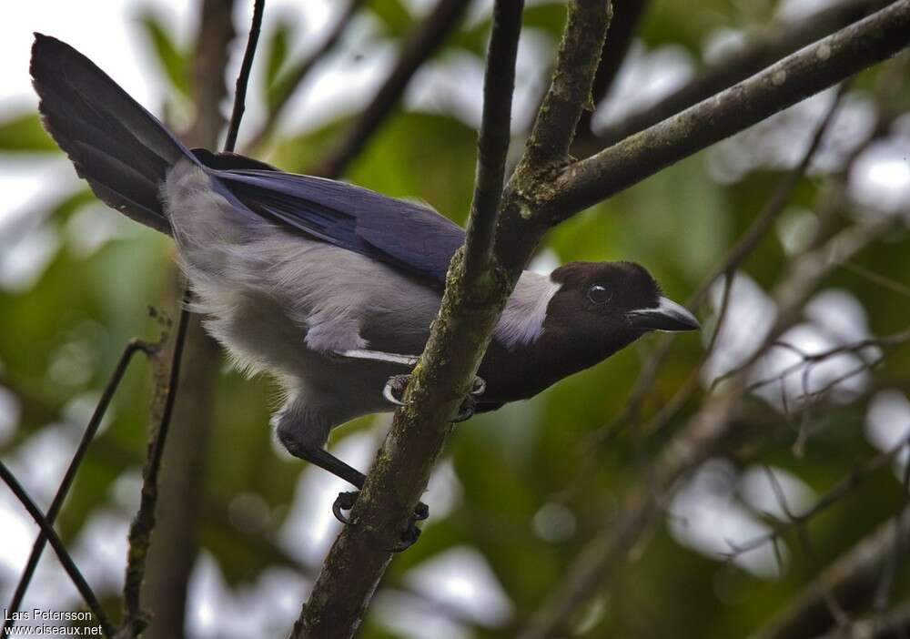 Violaceous Jayadult, habitat, pigmentation, Behaviour