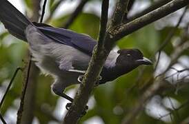 Violaceous Jay