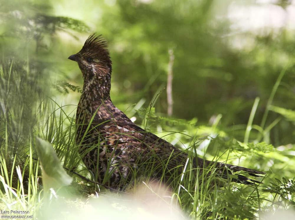 Chinese Grouse