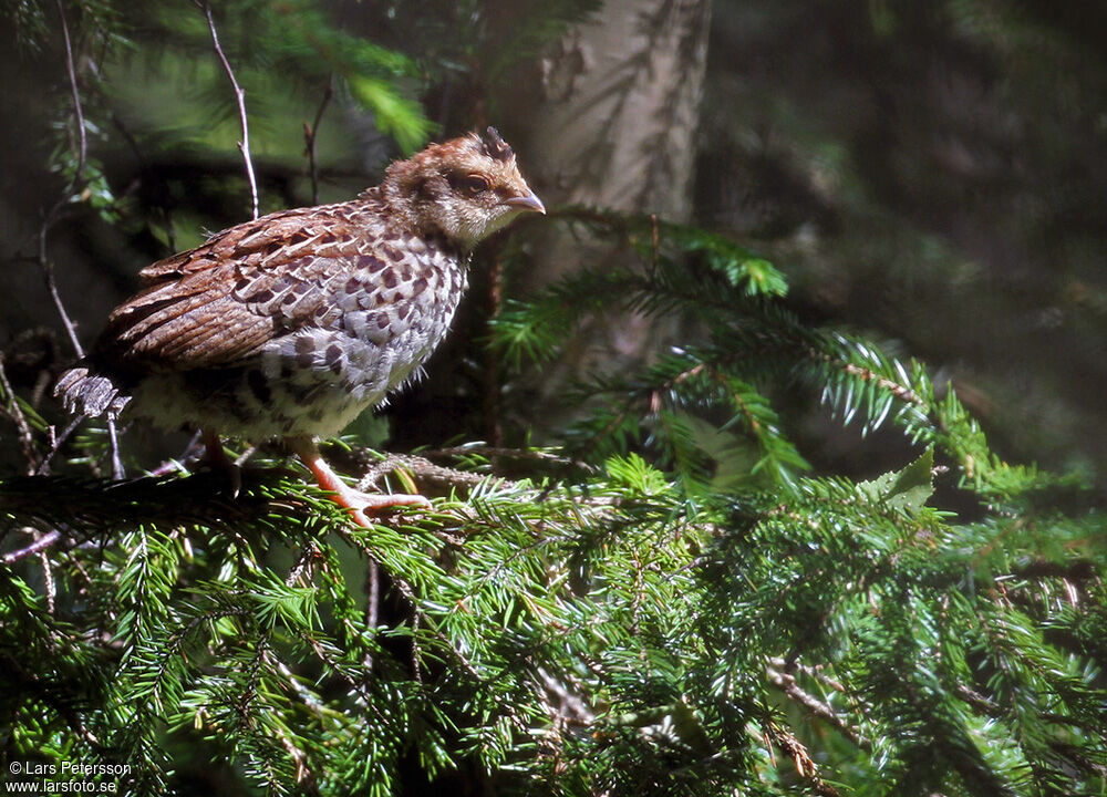 Hazel Grouse