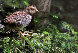 Hazel Grouse