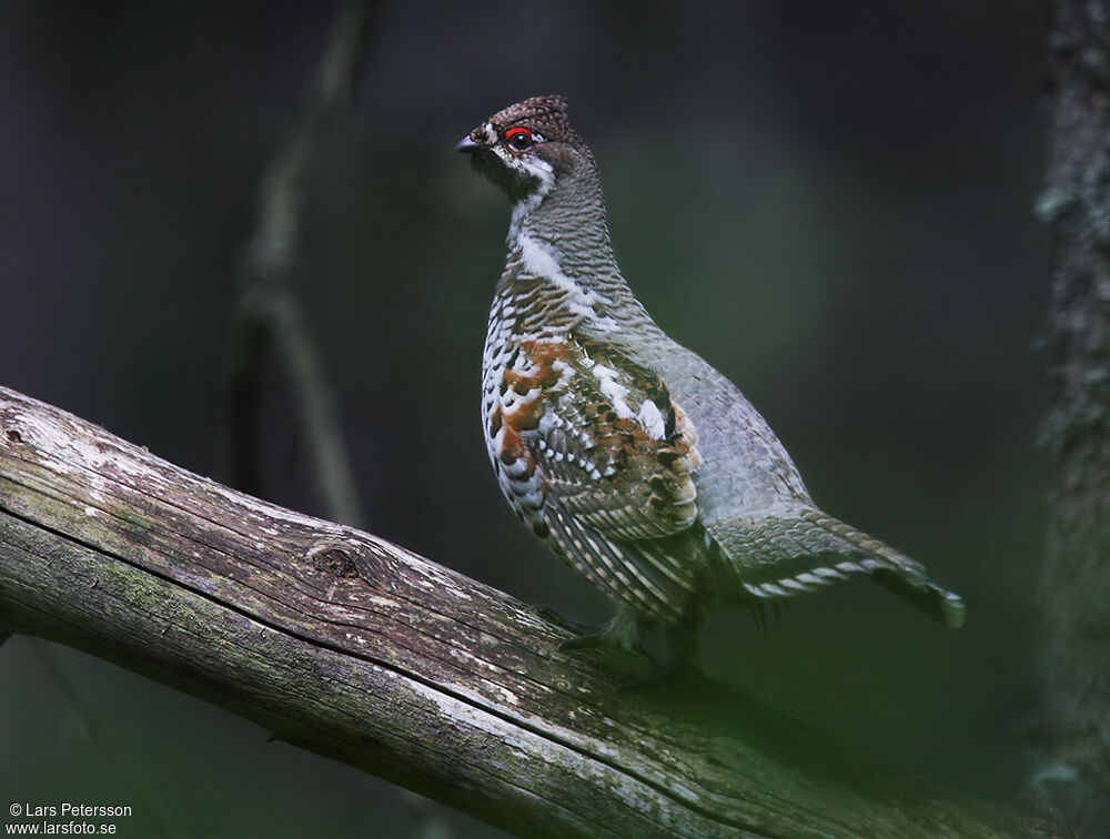 Hazel Grouse