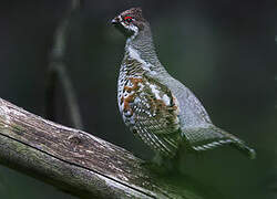 Hazel Grouse