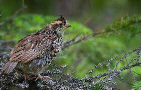 Hazel Grouse