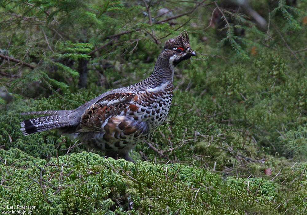 Gélinotte des bois