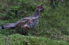 Hazel Grouse