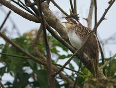 Striped Cuckoo