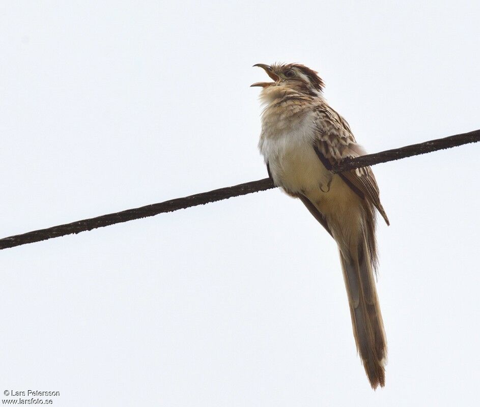 Striped Cuckoo