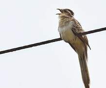 Striped Cuckoo