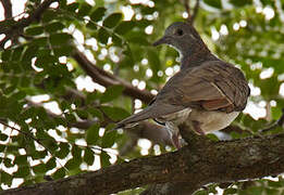 Bar-shouldered Dove