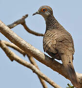 Barred Dove