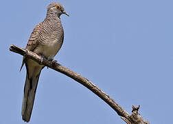 Barred Dove