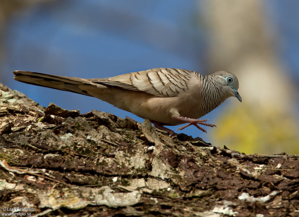 Peaceful Dove