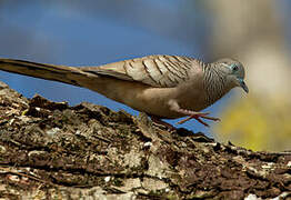 Peaceful Dove