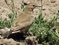 Creamy-rumped Miner