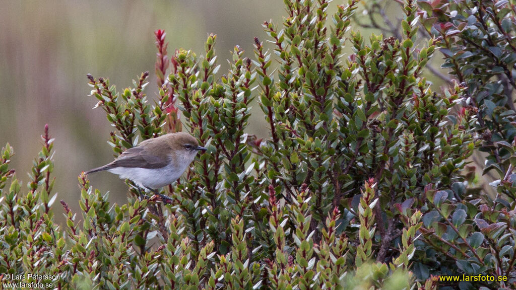 Brown-breasted Gerygone