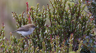 Brown-breasted Gerygone