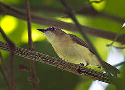 Yellow-bellied Gerygone