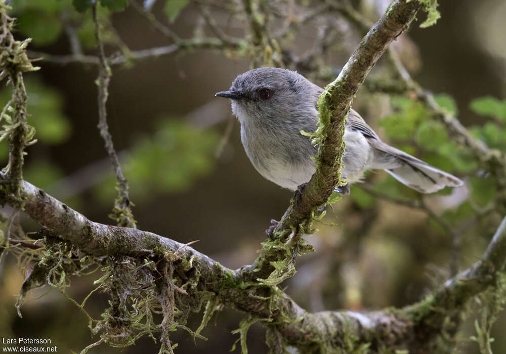 Grey Gerygone