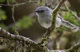 Grey Gerygone