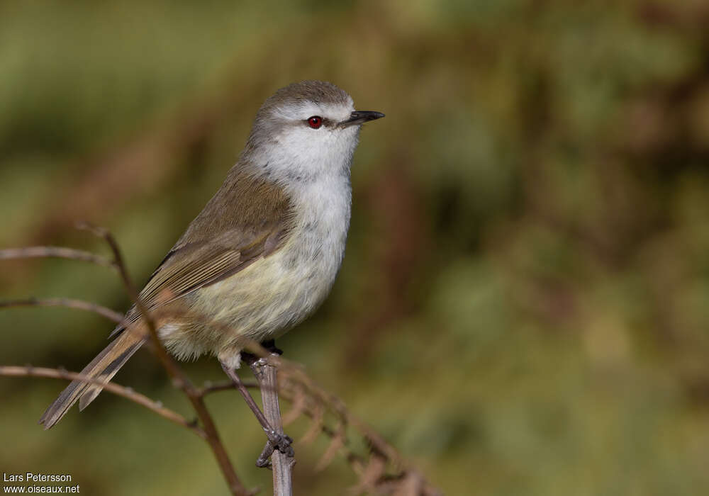 Chatham Gerygone male adult, identification