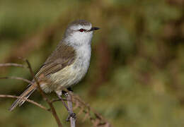 Chatham Gerygone