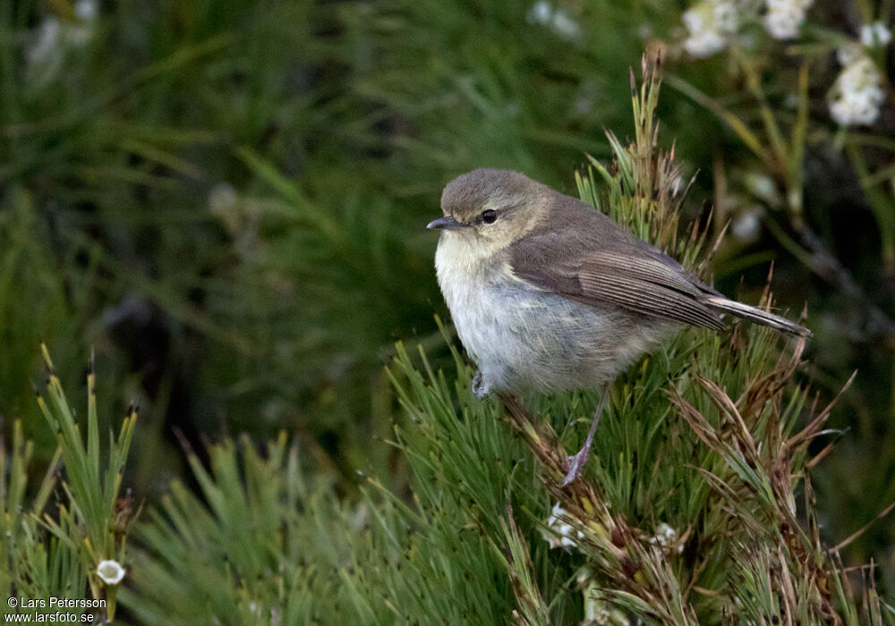 Chatham Gerygone