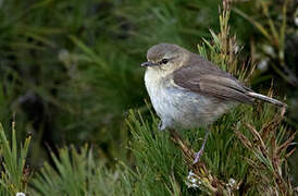 Chatham Gerygone